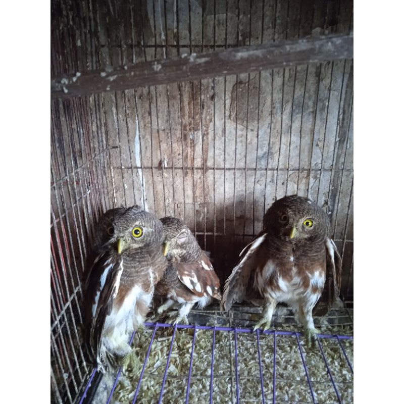 JAVAN OWLET JUVE REMAJA
