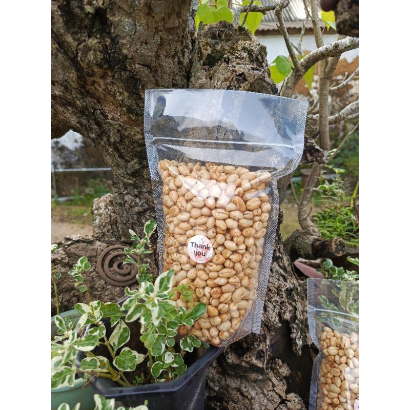 

Kacang Lercet