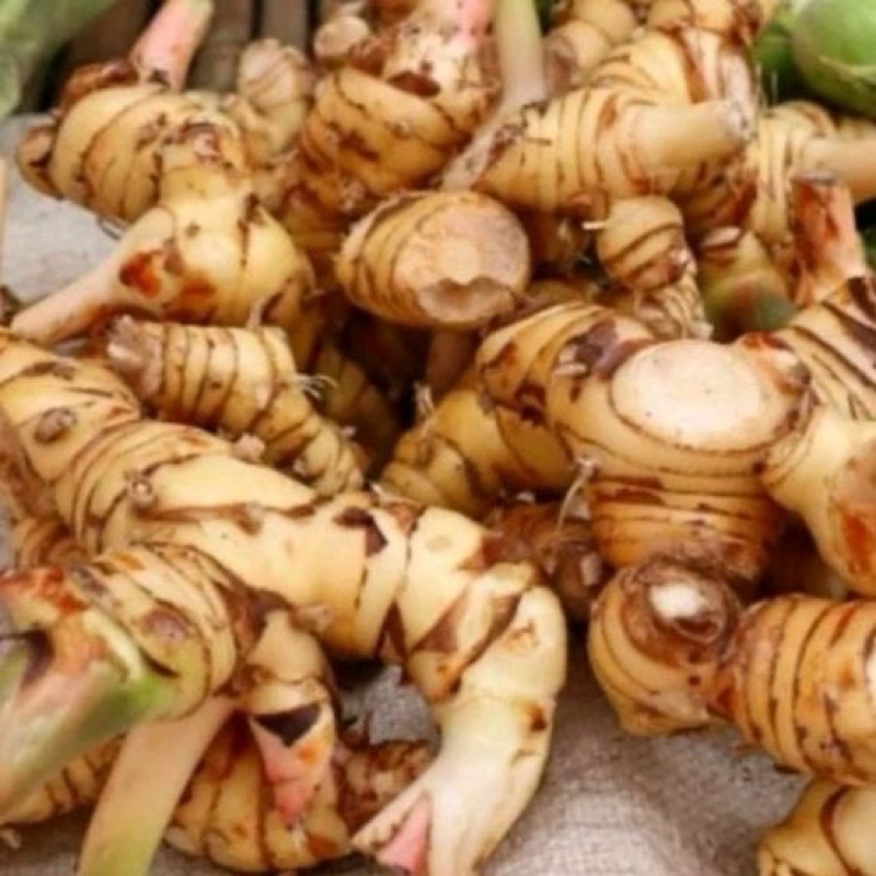 

kencur super organik fresh kencur seblak kencur temulawak