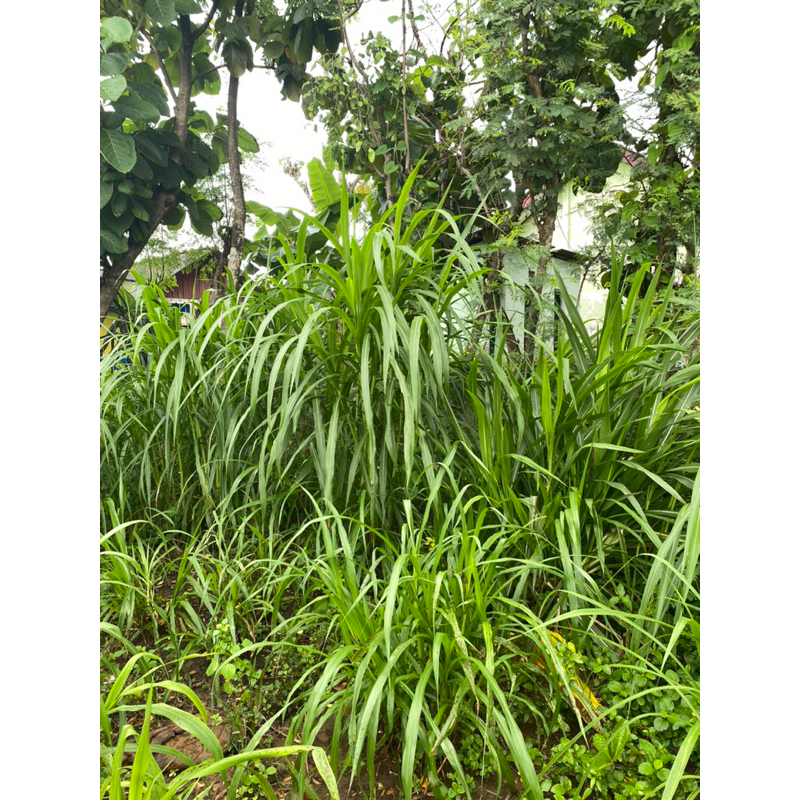 BIBIT RUMPUT PAKAN TERNAK,RUMPUT ODOT MURAH