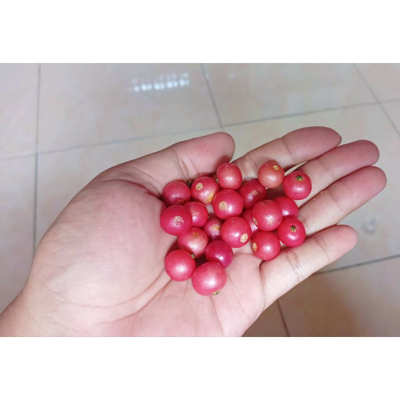 

Buah Ceri Jawa/Talok/Kersen Fresh Baru dipetik