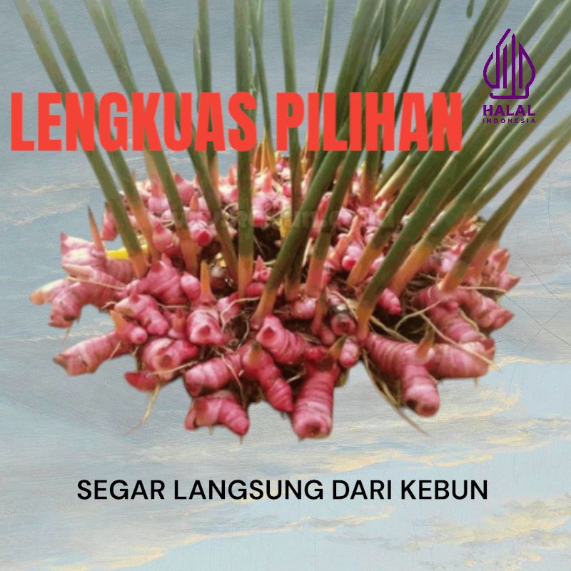 

Lengkuas A1 pilihan berkualitas