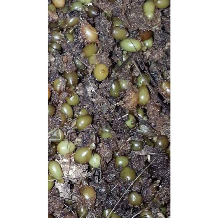 kokon telur cacing/cocoon/kokon lumbricus rubellus/ telur cacing lumbricus