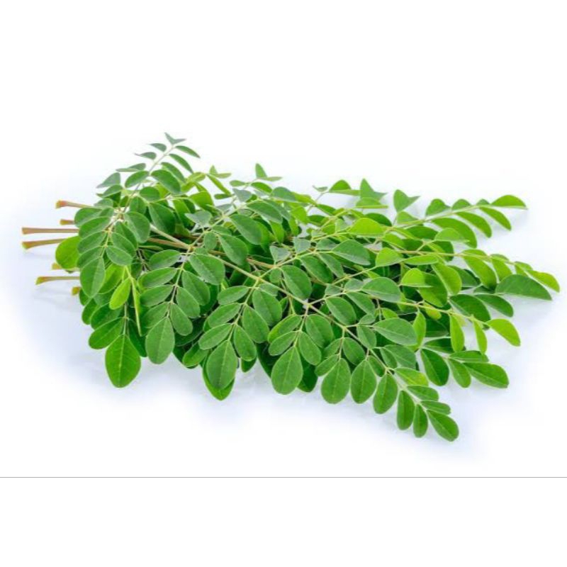 

DAUN KELOR SEGAR FRESH DIPETIK SAAT ADA ORDERAN, SAYURAN DAUN HERBAL BERKUALITAS