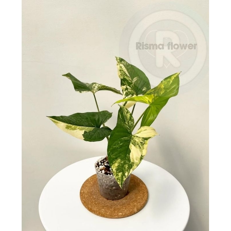 Tanaman hias syngonium varigata yellow / pohon syngonium var yellow