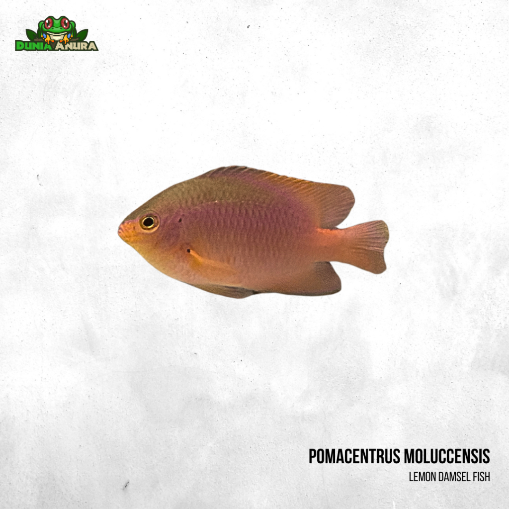 Ikan hias laut betok kuning - Pomacentrus moluccensis