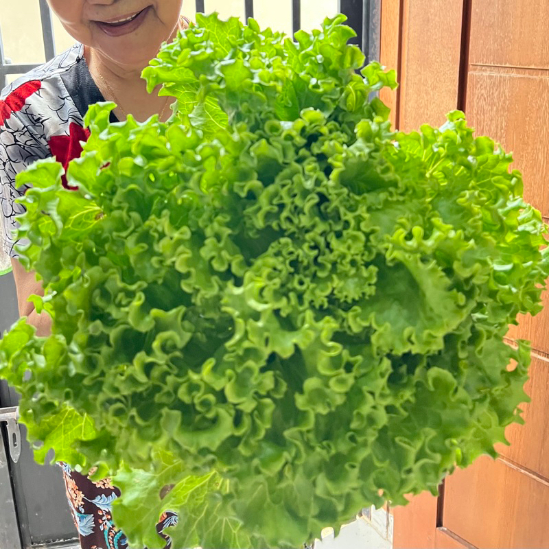 [ -+ 5200 Benih ]Bibit Selada  keriting Greenpira  PIRA 5gram / caipira / bibit rz