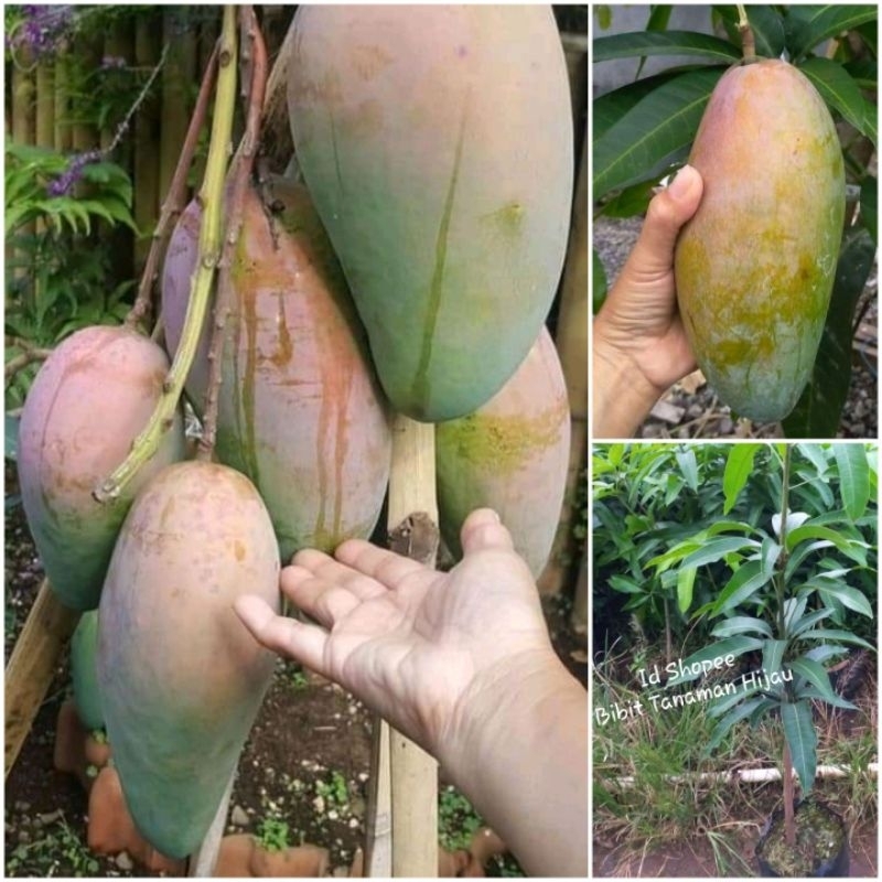Bibit Mangga Kiojay Thailand