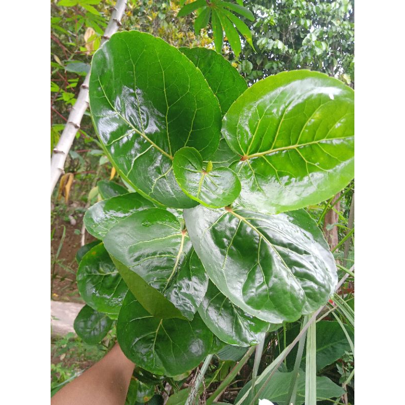 

Daun mangkokan sedar fresh 500gr stek batang