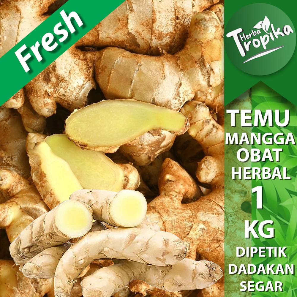 

Temu Mangga Segar 1 kg rempah dan herbal alami toko herba tropika