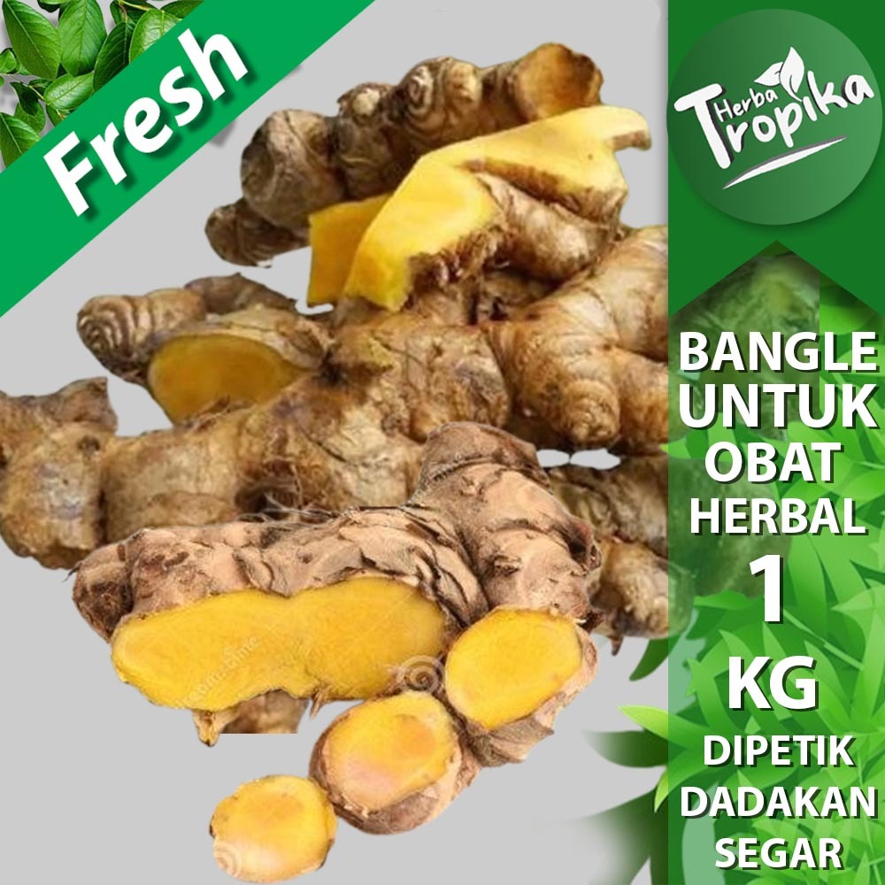 

BANGLE (Zingiber purpureum Roxb.) SEGAR panglai / panglay toko herba tropika