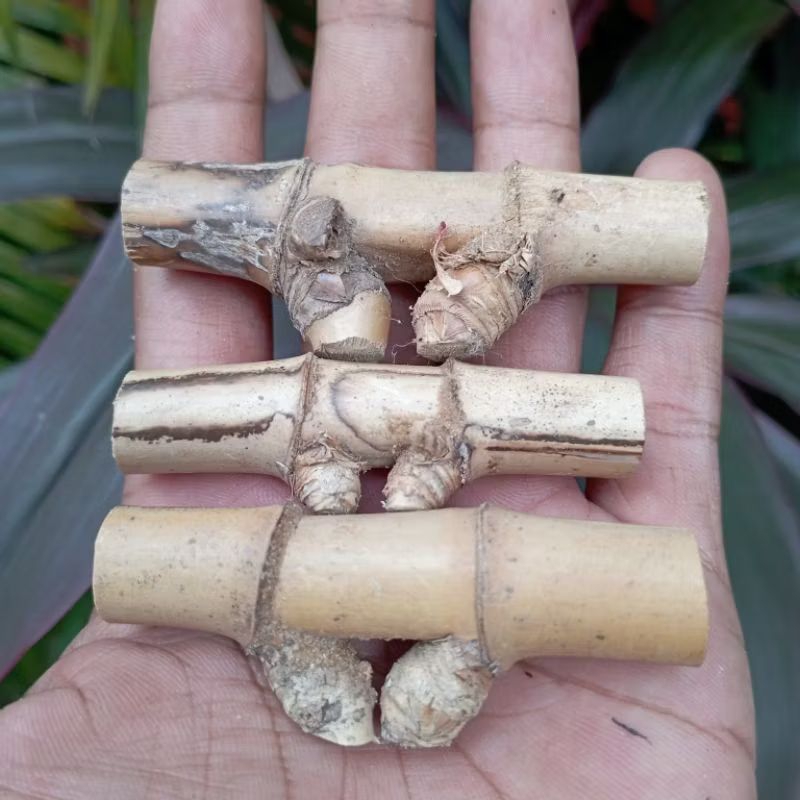 Koleksi bambu piring petuk Bambu petuk hoki