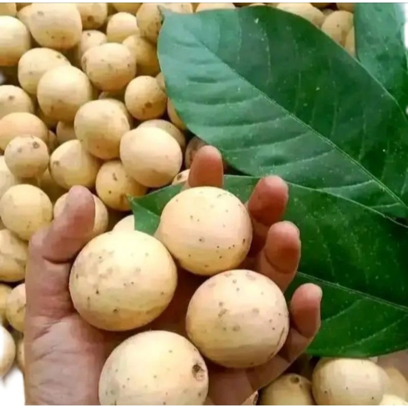 

Duku Palembang Komering Manis 1Kg