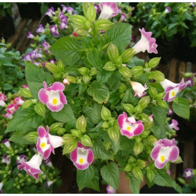 Tanaman hias torenia bunga pink putih / bunga mata kucing pink putih