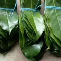 

Daun sirsak organik 100 lembar