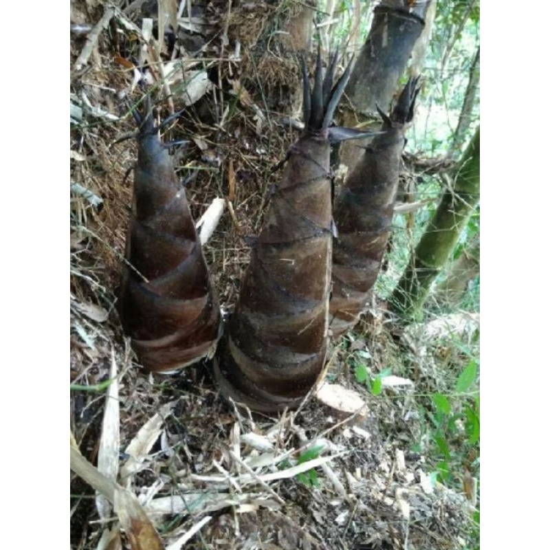

tunas bambu/rebung/tebung/iwung 1 kg