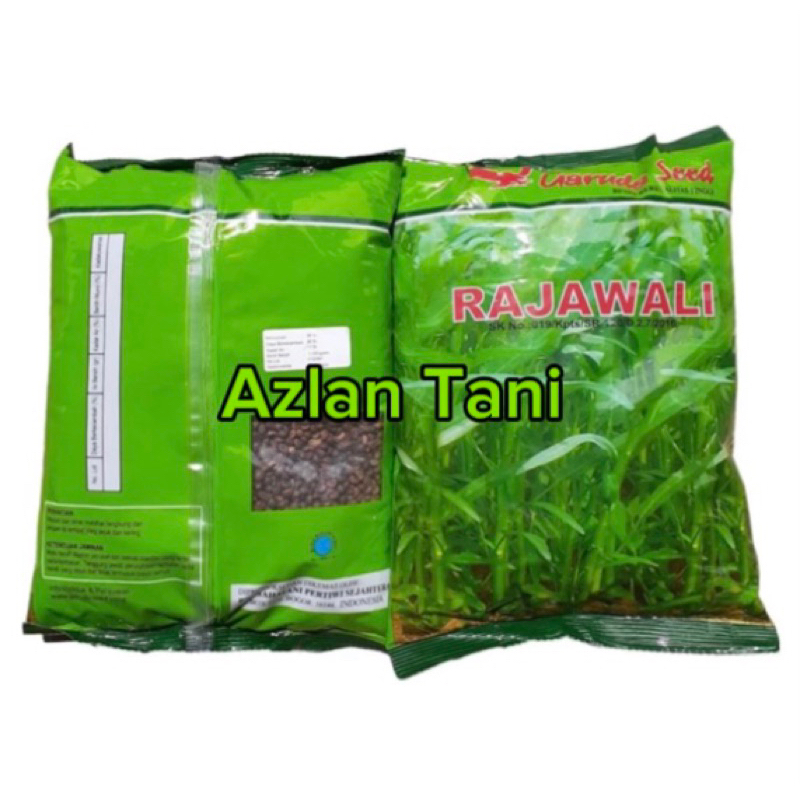 Benih kangkung Rajawali @1kg | bibit kangkung daun lebar rajawali 1 kg