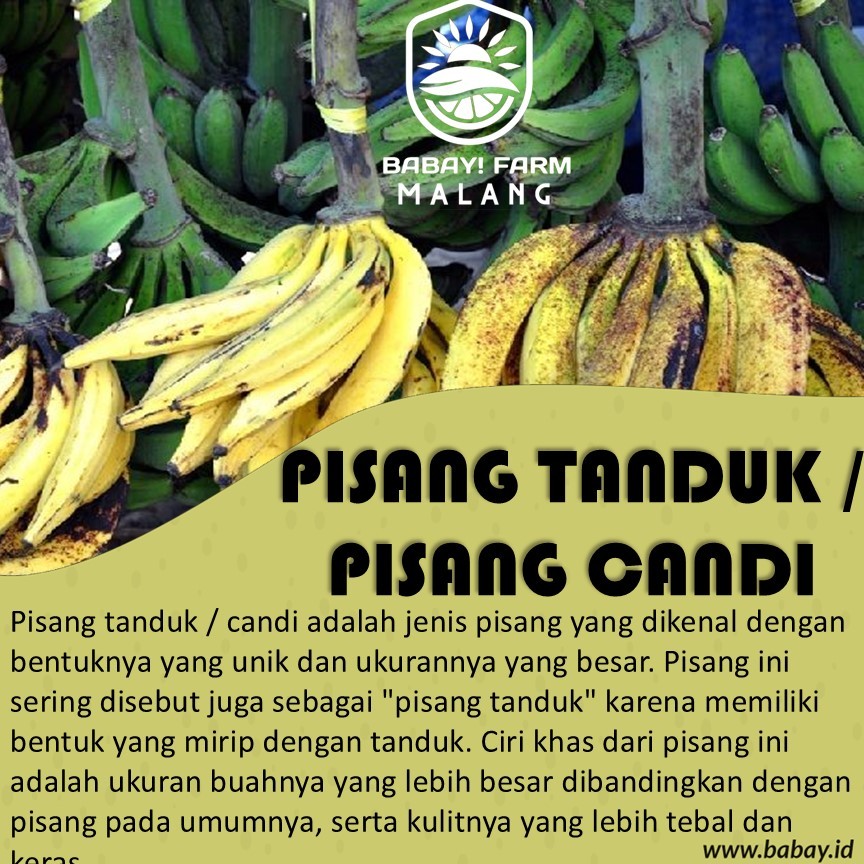 

Buah Pisang Tanduk per 1 sisir / Pisang Candi / per 1 tandan
