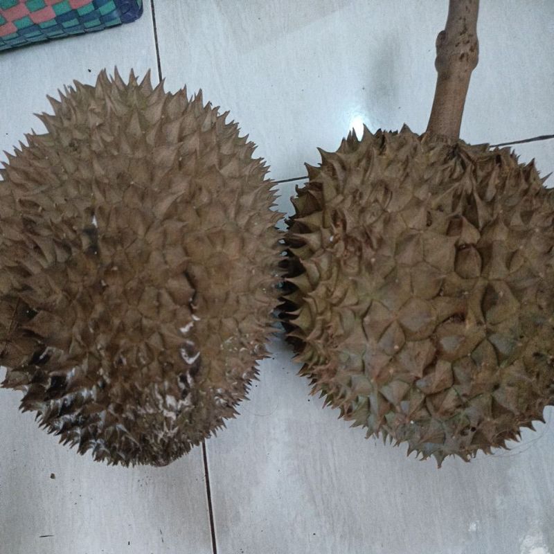 

durian