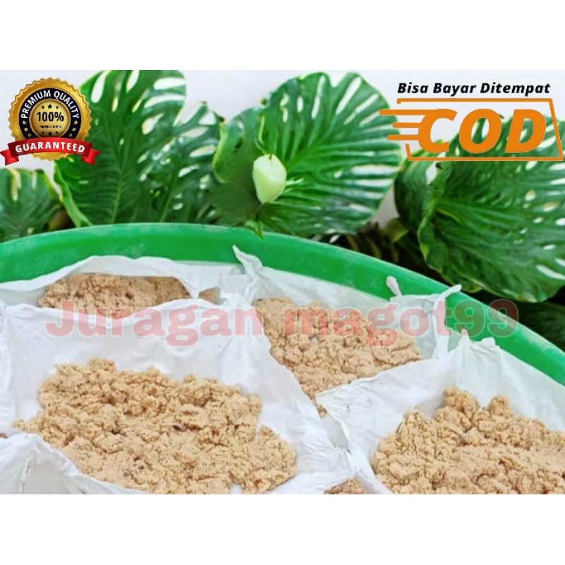 Telur Magot. telur lalat BSF per 10 gram