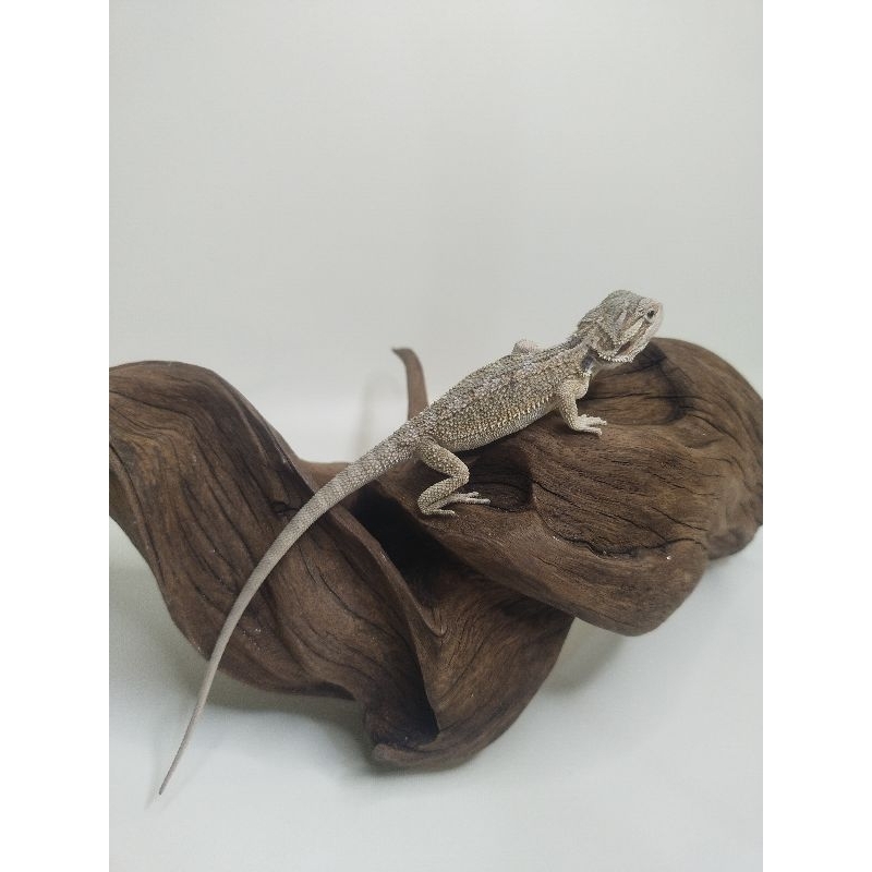 mainan bearded dragon hypo het zero