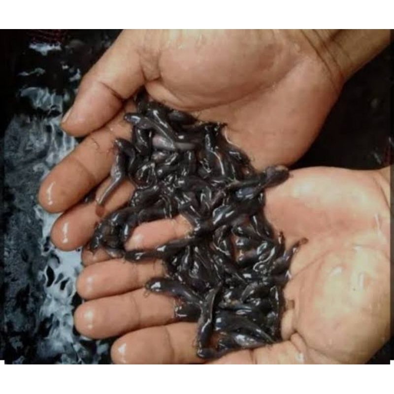 Paket 1000 Ekor Budidaya Ikan Lele Kolam/Bioflog/Rumahan