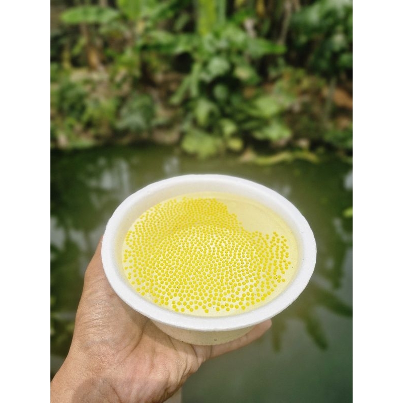 paket 500 telor/larva gurame soang(hitam)