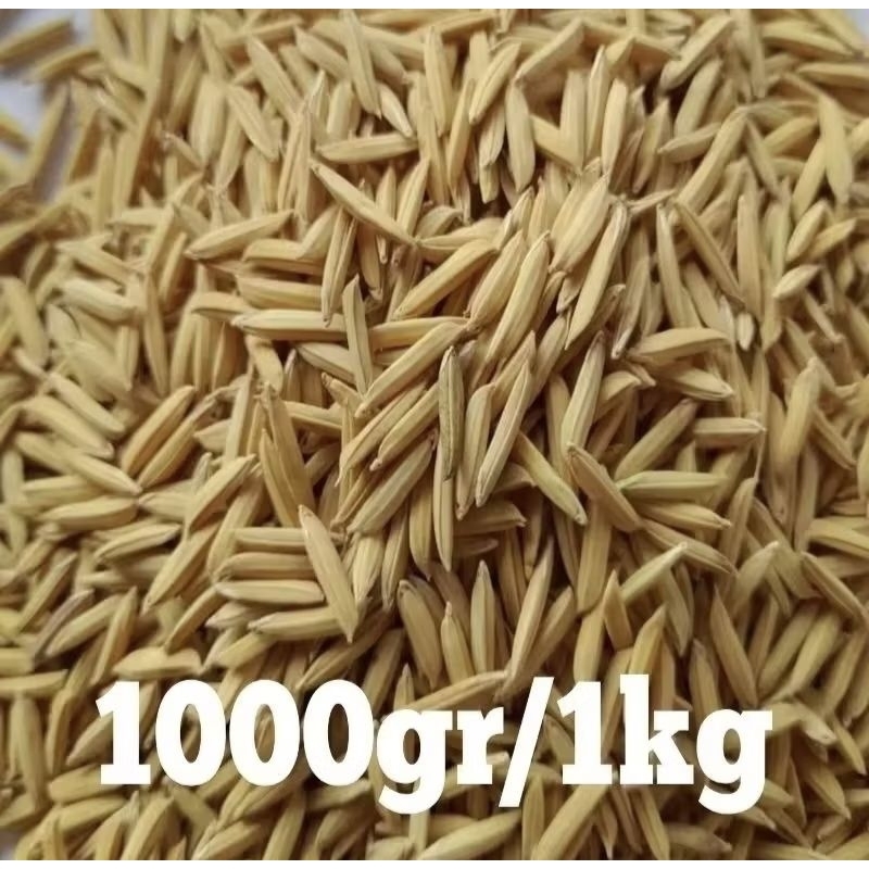 BENIH PADI BASMATI 4KG (basmati rice) BERAS ASLI INDIA / PAKISTAN