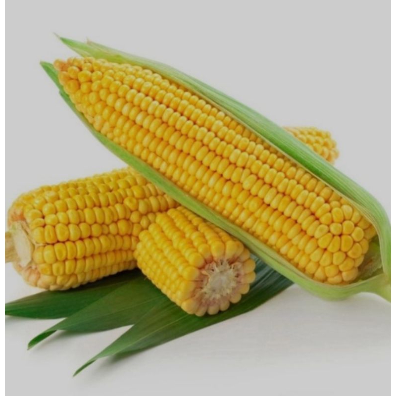 

Jagung manis 1Kg Produk Lokal asli 100% Petani Indonesia Langsung dari kebun