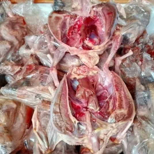 

DAGING BURUNG DARA MENTAH