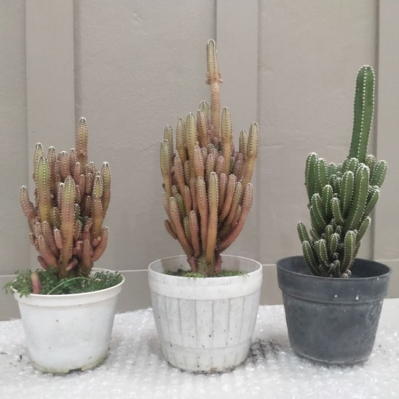 Kaktus Candi Mutasi Warna