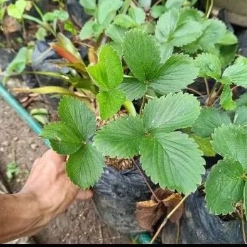 Tanaman Buah Strawberry Bibit Tanaman Buah Strawberry