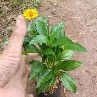 Tanaman Hias Matahari Kecil Wedelia Tanaman Wedelia Tanaman Widelia