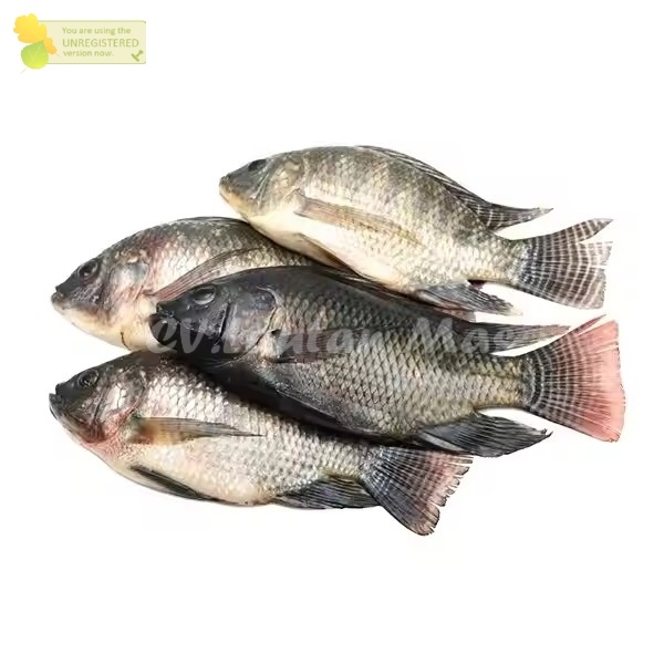 

Ikan Jaer Segar Ikan Jer Tilapia Ikan Nila Hitam 1Kg