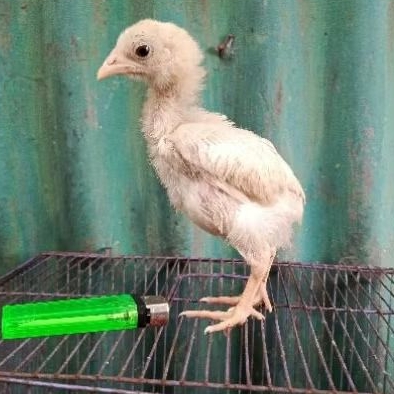 ayam bangkok anakan pilihan, warna putih