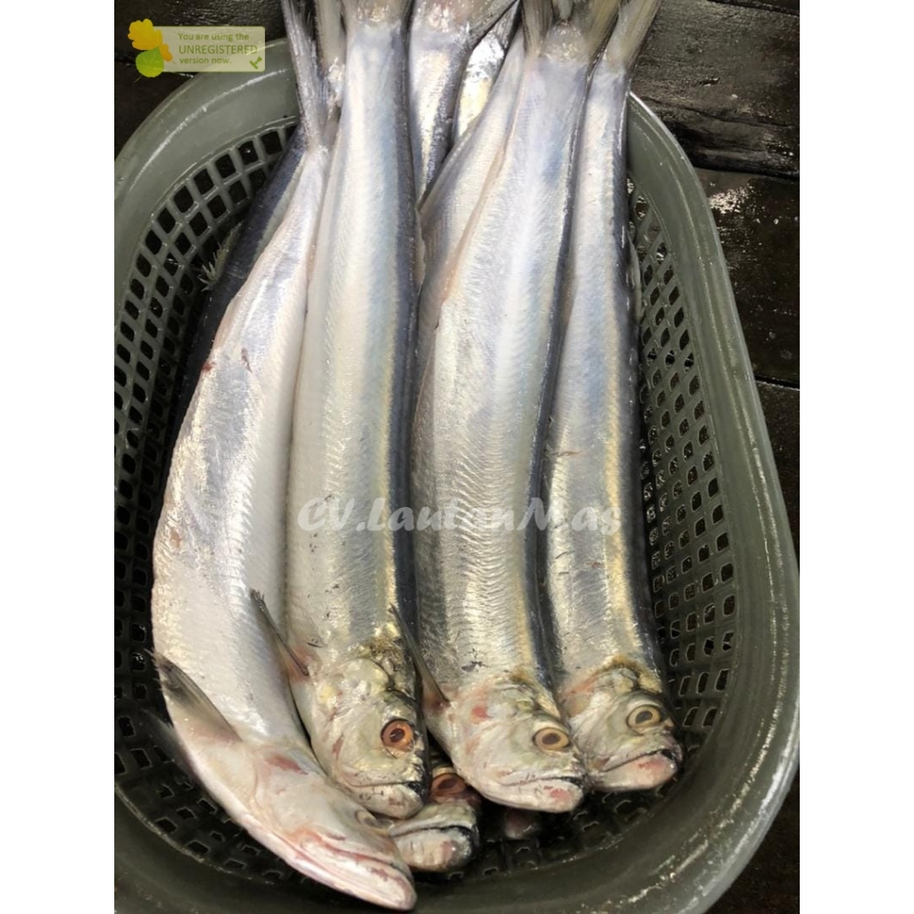 

Ikan Golok Golok Ikan Parang Ikan Laut Segar 1Kg