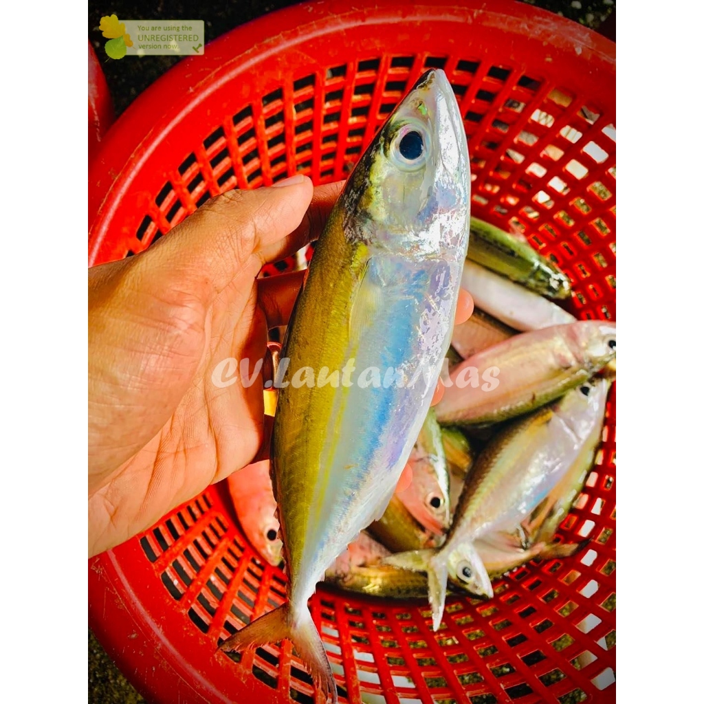 

Ikan Kembung Banjar Segar Ikan Kembung 1Kg