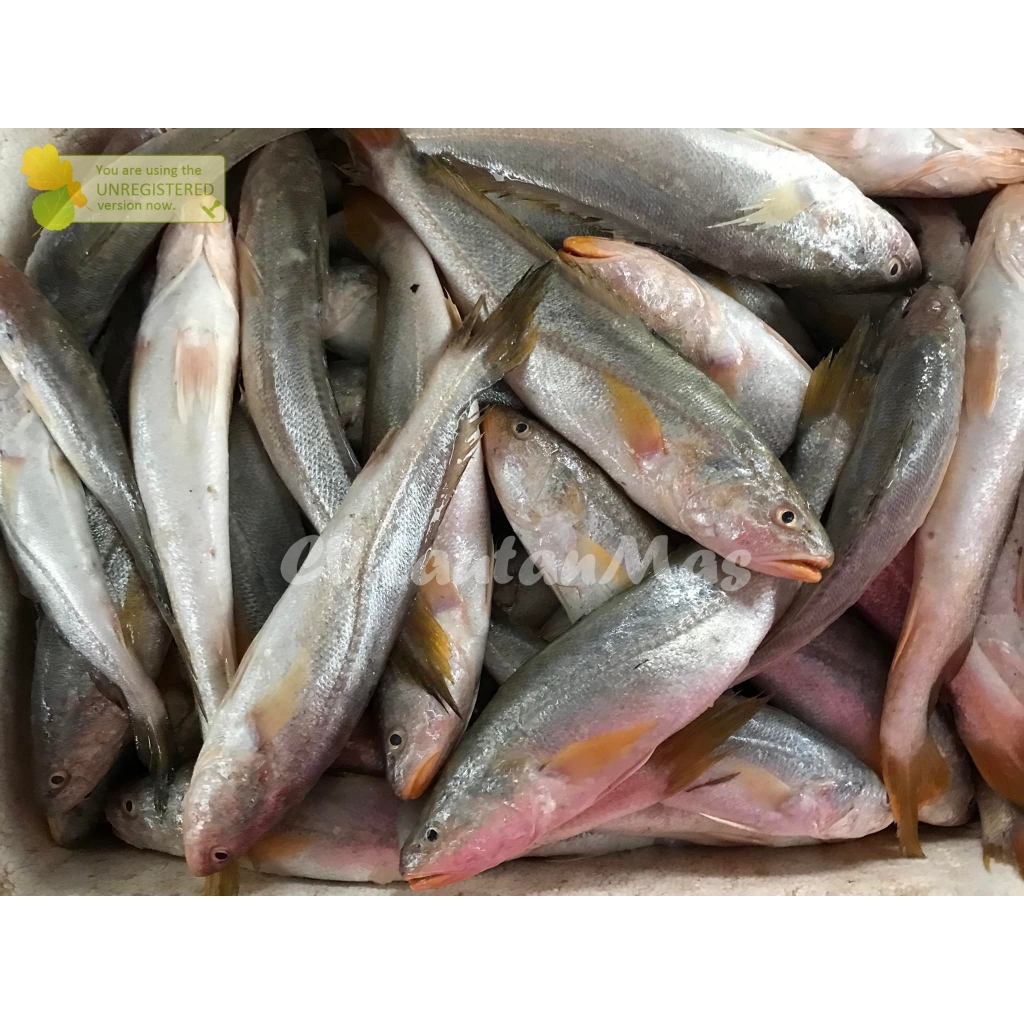 

Ikan Samge Segar Ikan Samge 1Kg