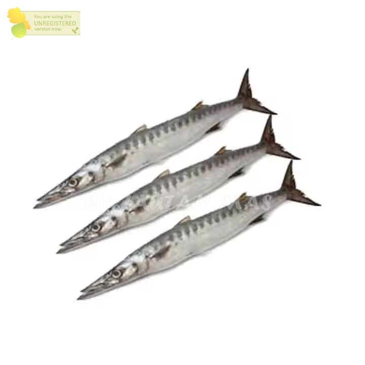 

Ikan Barakuda Segar Ikan Alu Alu Ikan Barracuda 1Kg