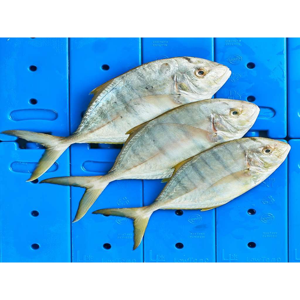 Ikan Kuwe Segar Ikan Kuwe Manggali 1Kg Ikan Kue