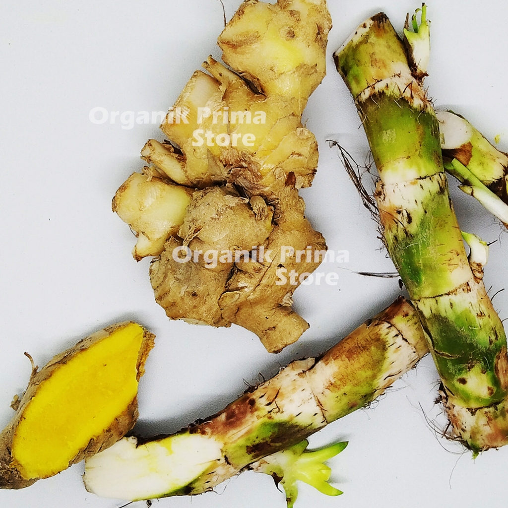 

Dlingo Bengle 1kg Segar Sawan Anak