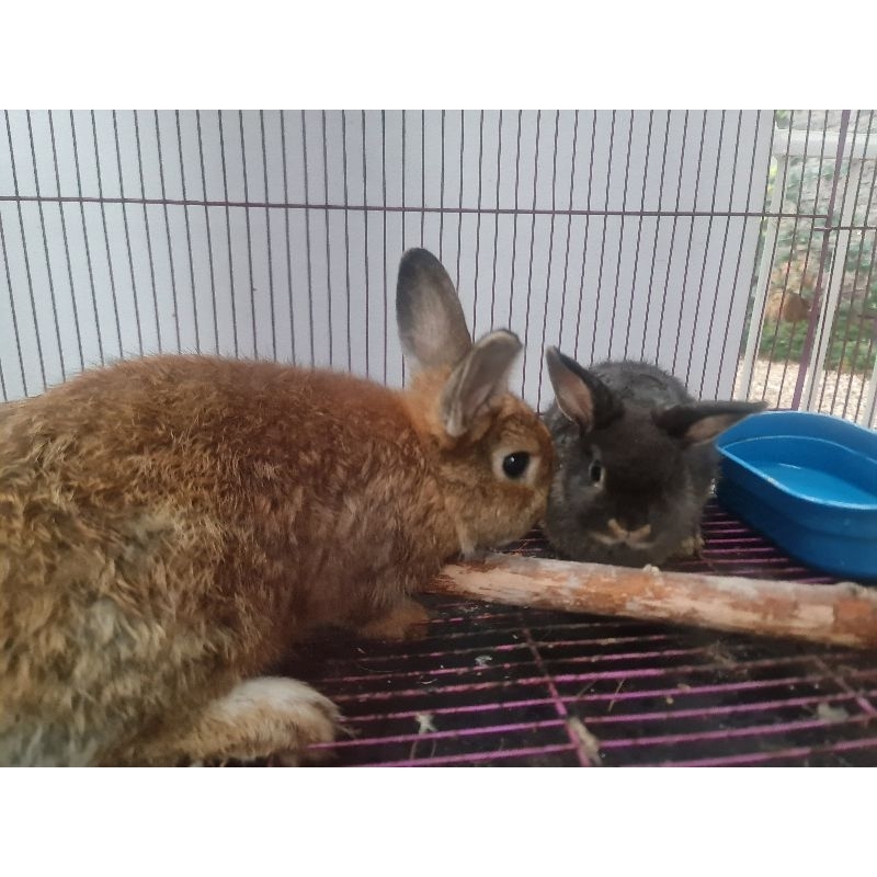kelinci Netherland Dwarf / kelinci ND / kelinci nederland dwarf kecil