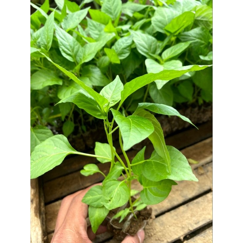 

Putri_Garden & Sayur_Segar 100 Paket Cabai Rawit Putih bonus 15paket