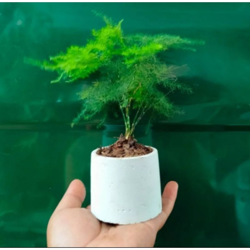 Tanaman bambu hias. bambu aspiragus. bambu mini