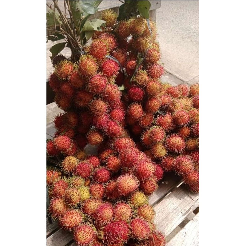 

BUAH RAMBUTAN 1 IKAT 11,000. 2 IKAT 20,500 MANIS SEGAR