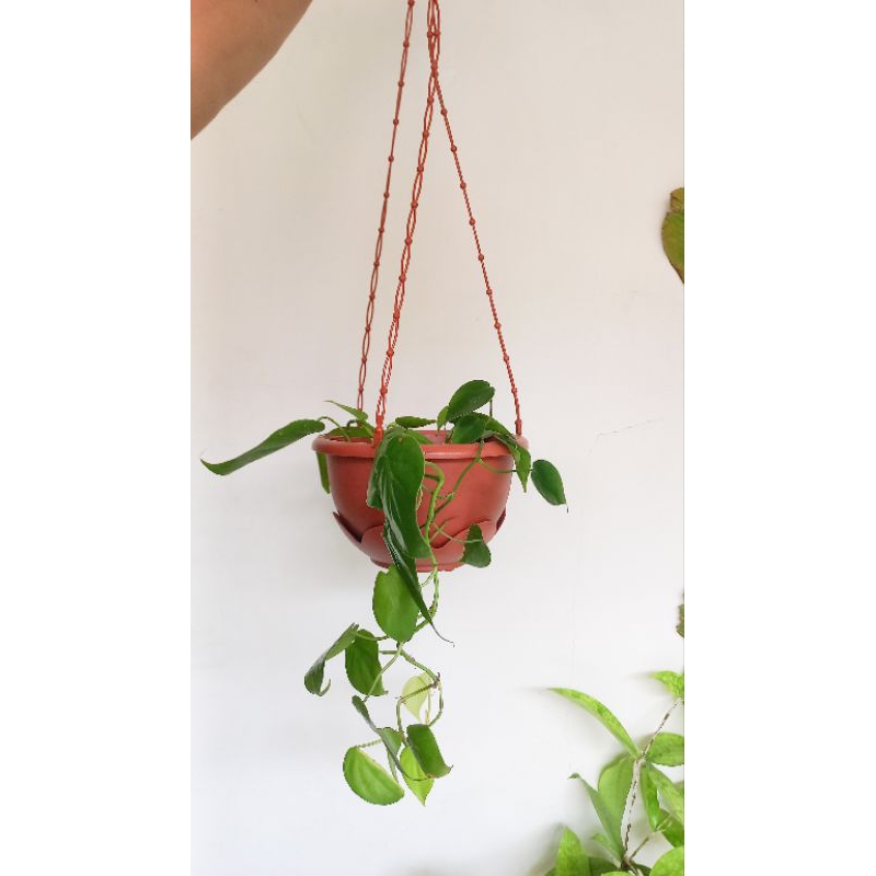 Pot Plastik Gantung Coklat Estetik