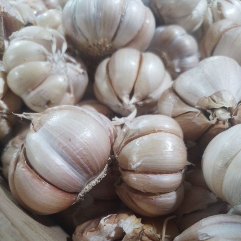 

bawang putih honan