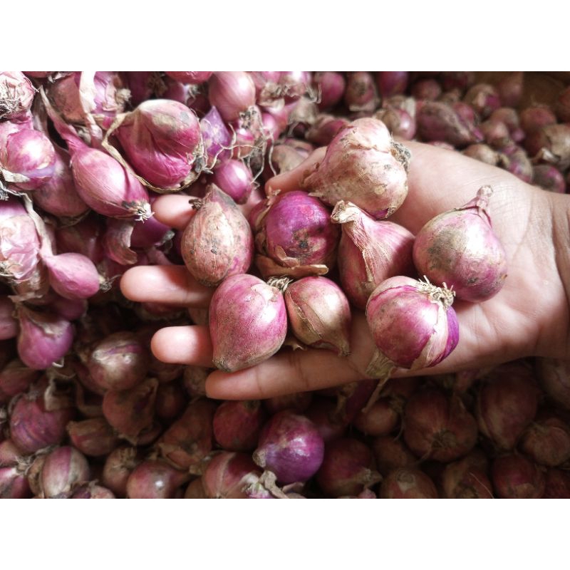 

Bawang Merah Murah berat 500 gr dan 1 kg