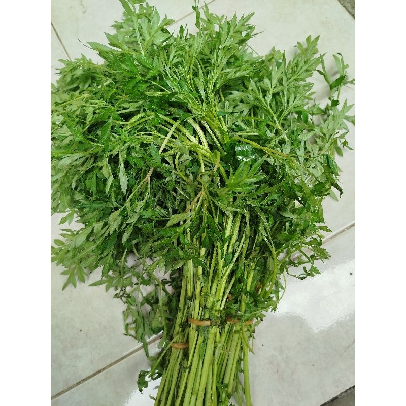 

Daun kenikir sayur kenikir segar fresh