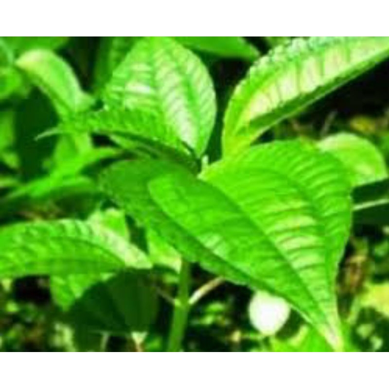 

DAUN POHPONAN SEGAR LALAPAN